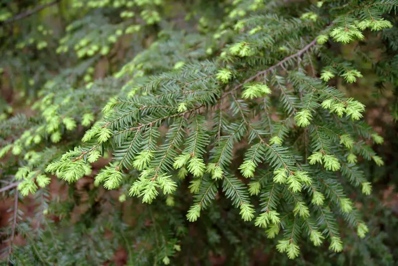 Types of Evergreen Trees