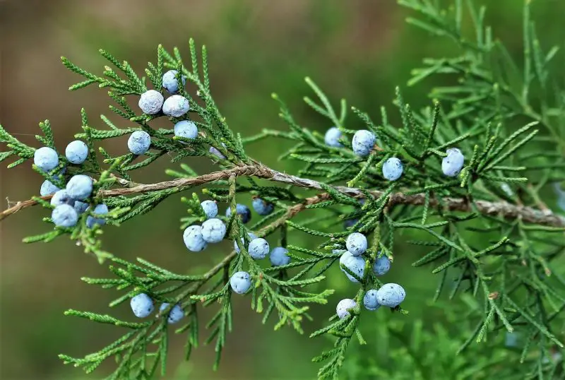 Types of Evergreen Trees