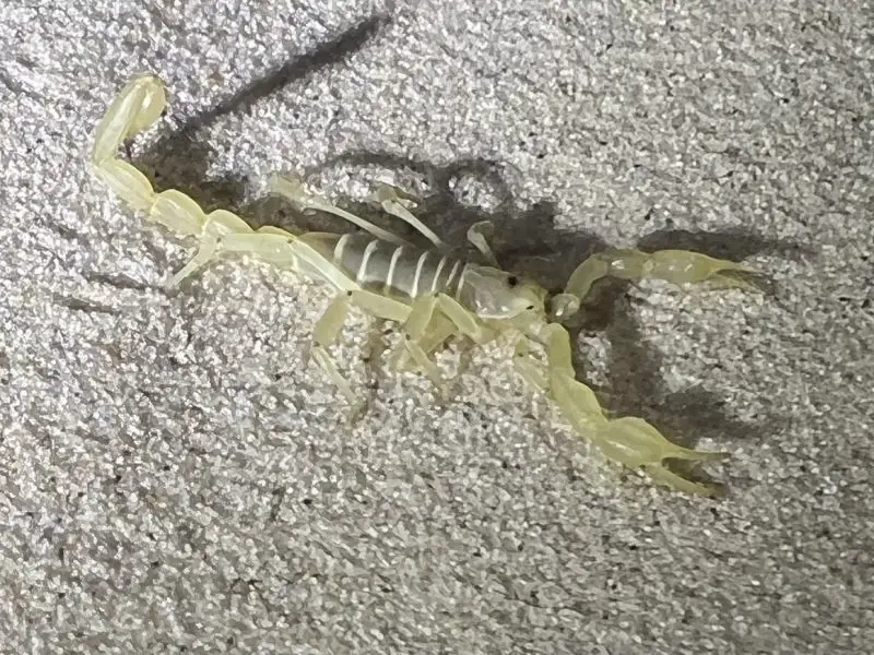 Types of Scorpions in Arizona