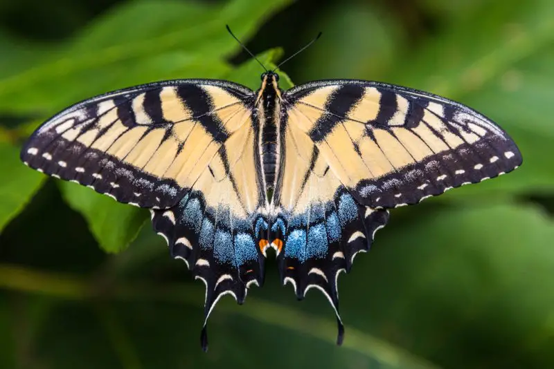 types of butterflies in Florida