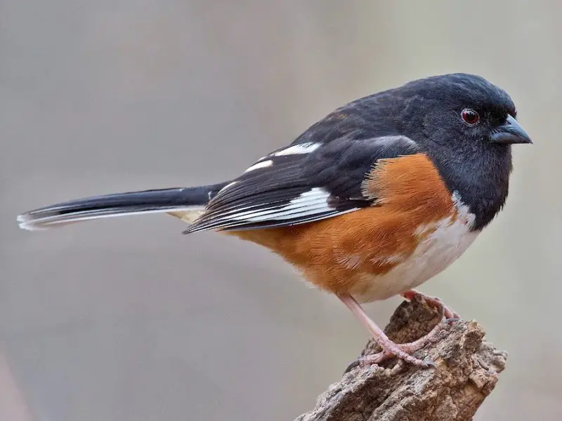 Types of Sparrows