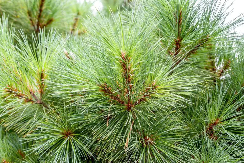 Types of Evergreen Trees