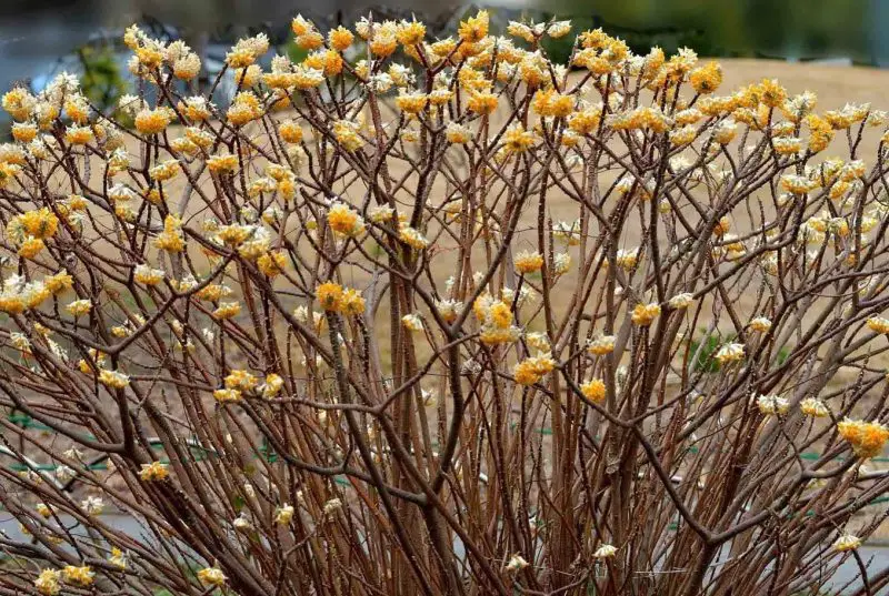 shrubs with yellow flowers
