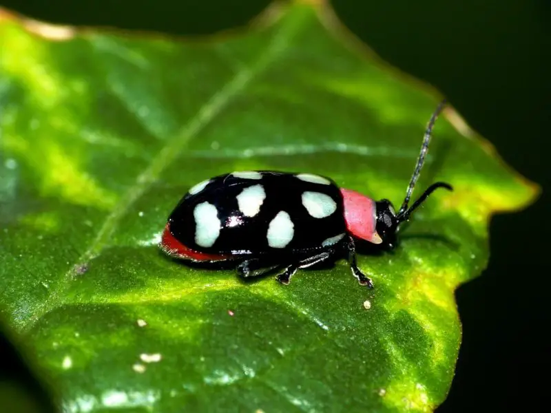 Black Bugs With White Spots