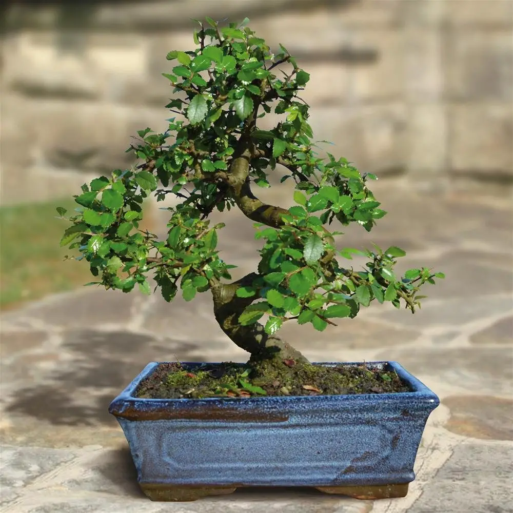 Types of Bonsai Trees