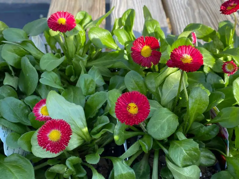 Types of Daisy Plants