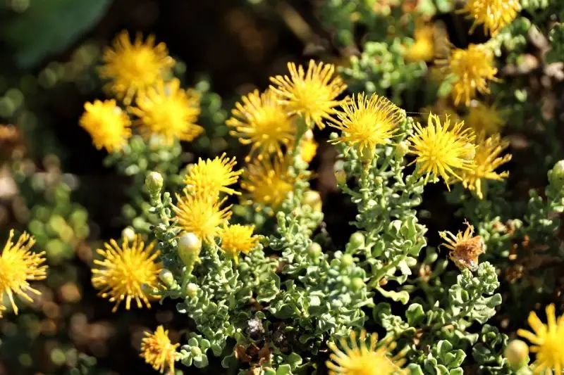 shrubs with yellow flowers