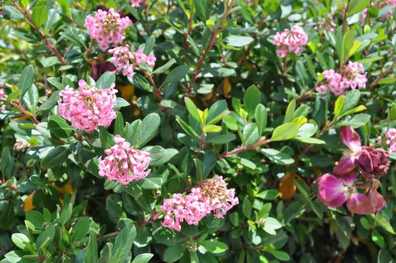 Flowering Shrubs That Bloom All Summer