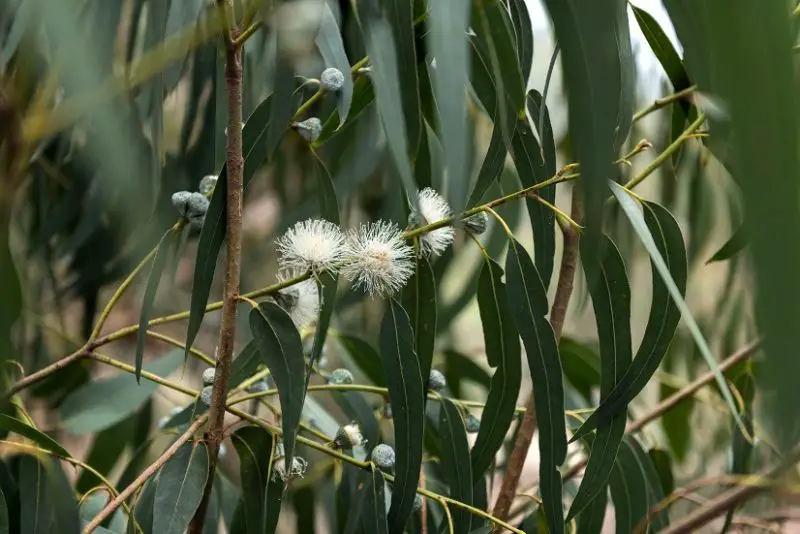 Types of Evergreen Trees