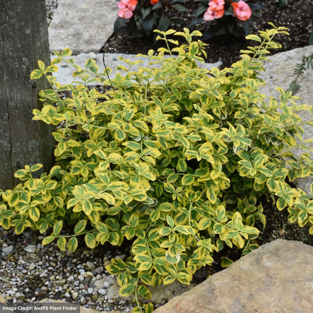 Small Evergreen Shrubs