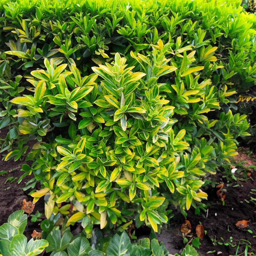 Small Evergreen Shrubs