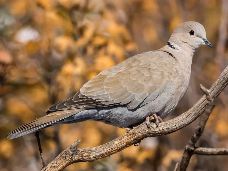 Types of Doves