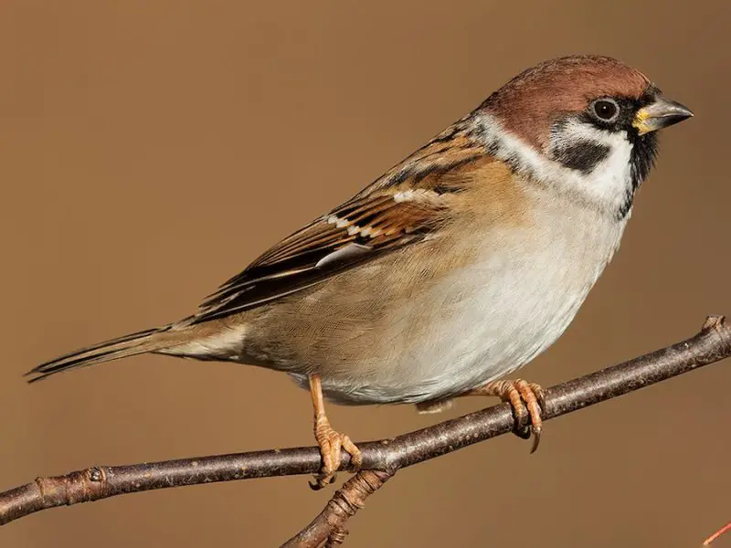 Types of Sparrows