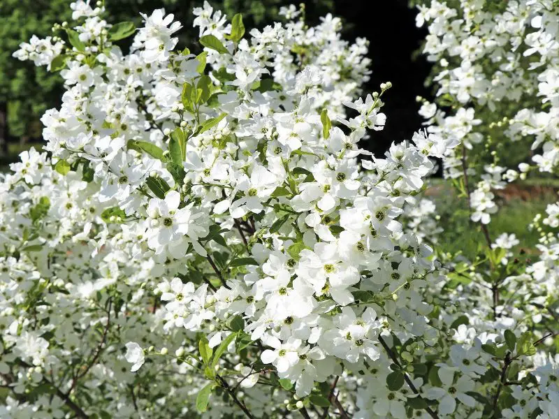 Shrubs with White Flowers