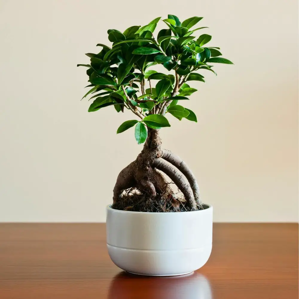 Types of Bonsai Trees