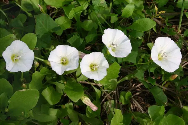 Weeds with White Flowers