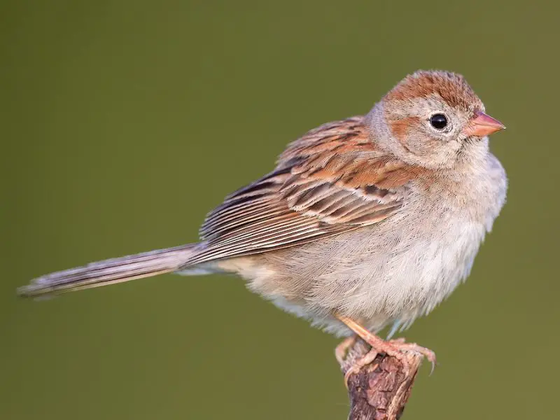 Types of Sparrows