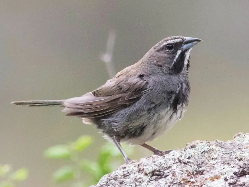 Types of Sparrows