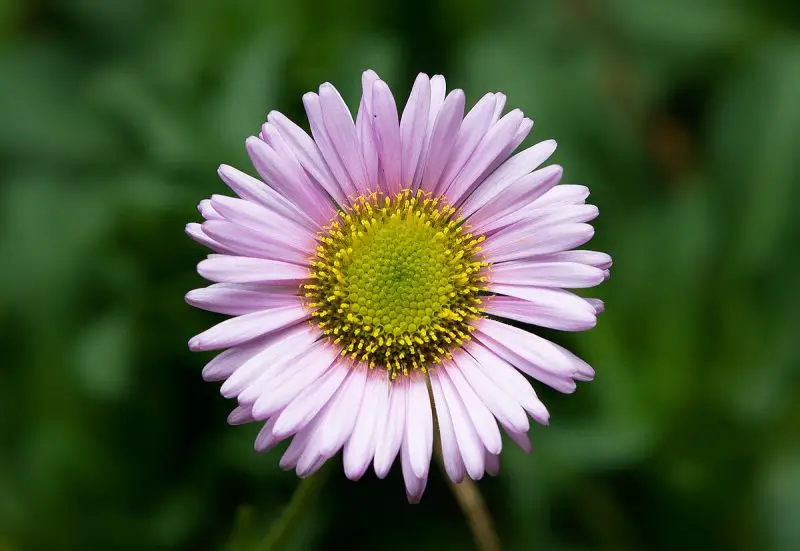 Types of Daisy Plants