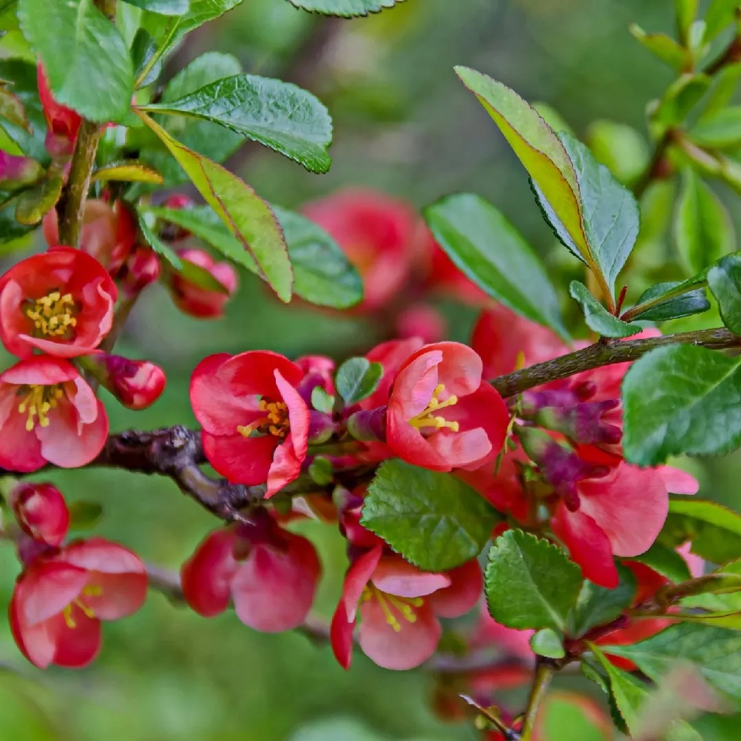 Shrubs with Red Flowers