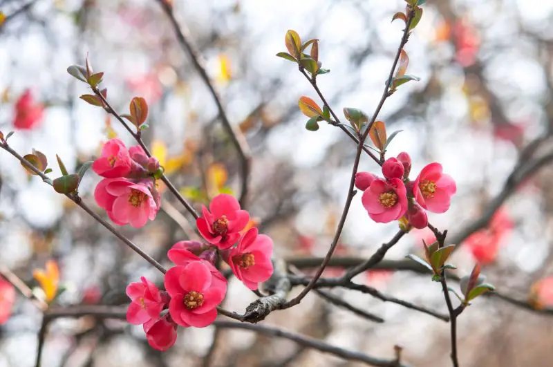 Flowering Shrubs That Bloom All Summer