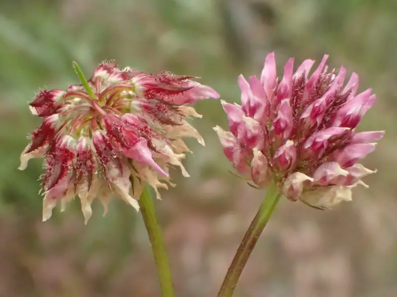 Types of Clover Plants