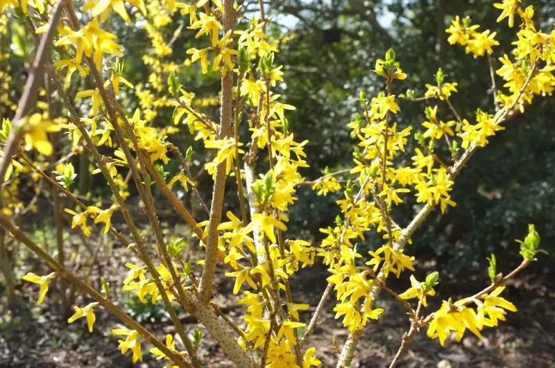 shrubs with yellow flowers