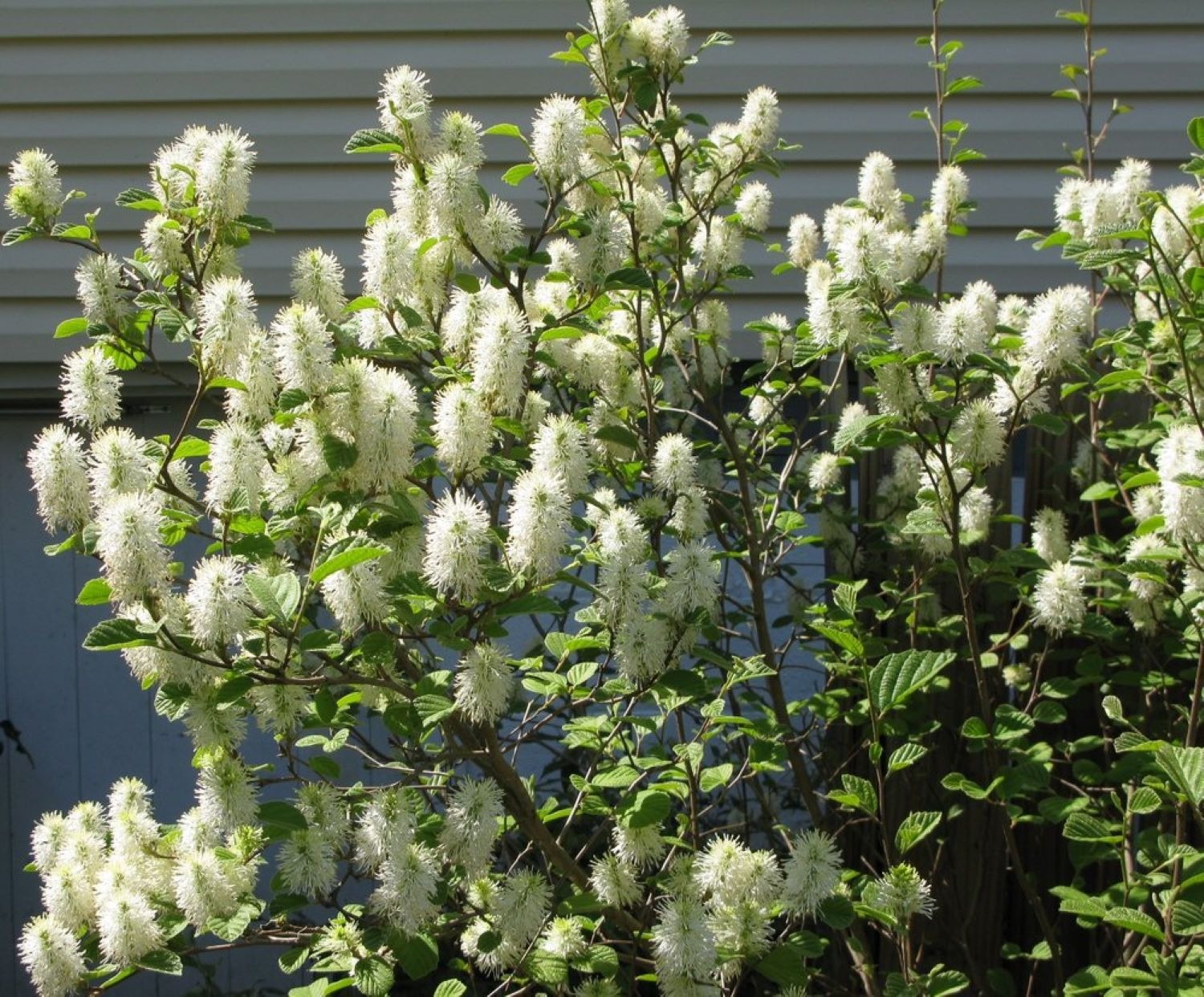 Shrubs with White Flowers