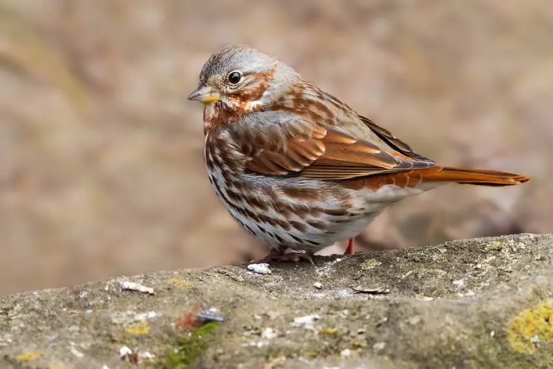 Types of Sparrows
