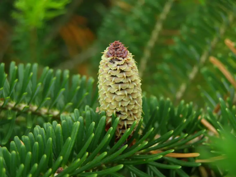 Types of Evergreen Trees