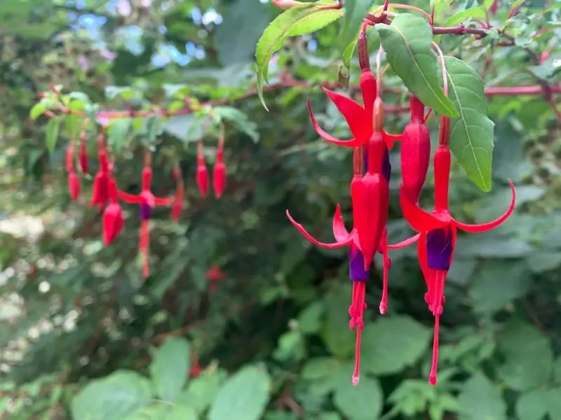 Shrubs with Red Flowers