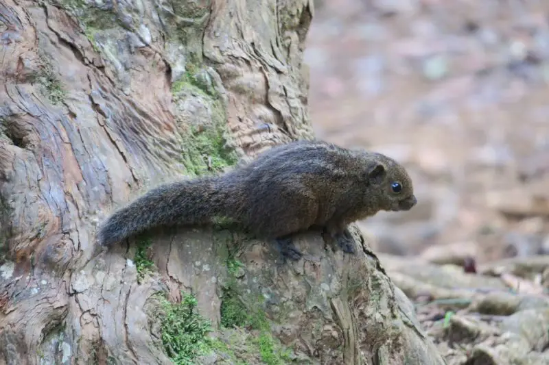 Types of Squirrel