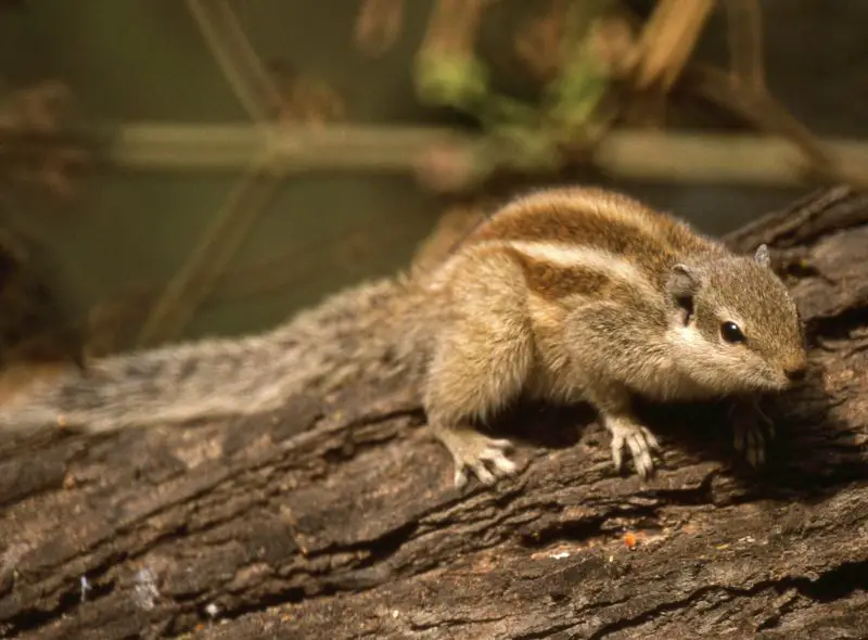 Types of Squirrel