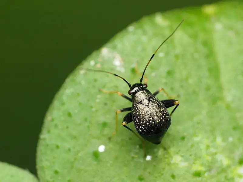 Black Bugs With White Spots