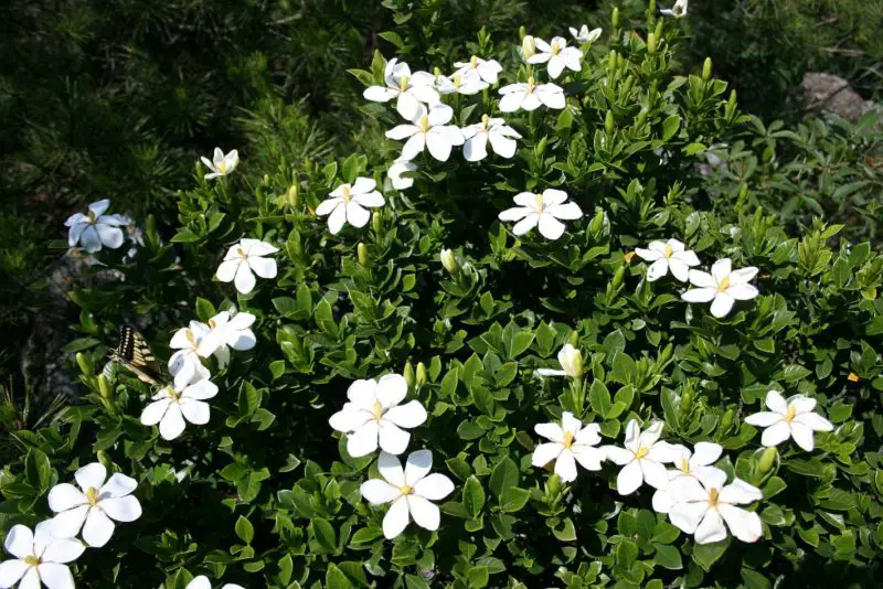 Flowering Shrubs That Bloom All Summer