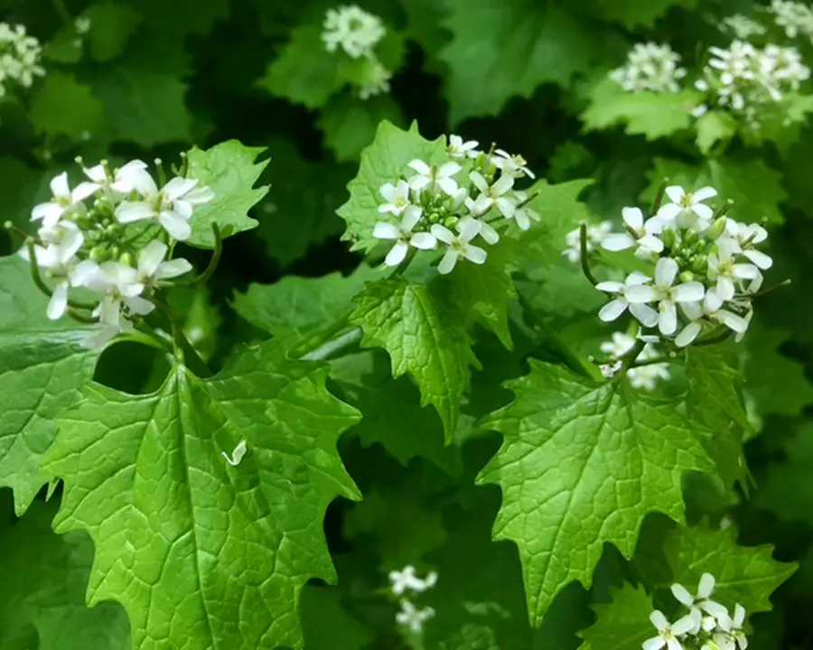 Weeds with White Flowers