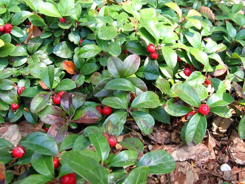 Small Evergreen Shrubs