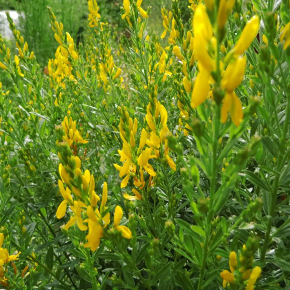 shrubs with yellow flowers