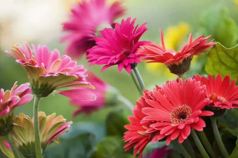 Types of Daisy Plants