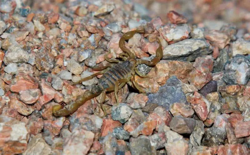 Types of Scorpions in Arizona
