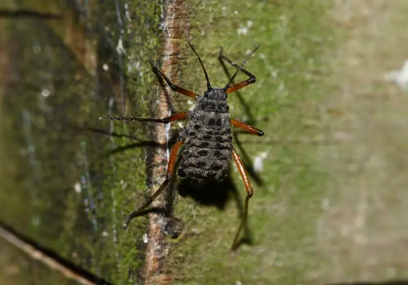 Black Aphids