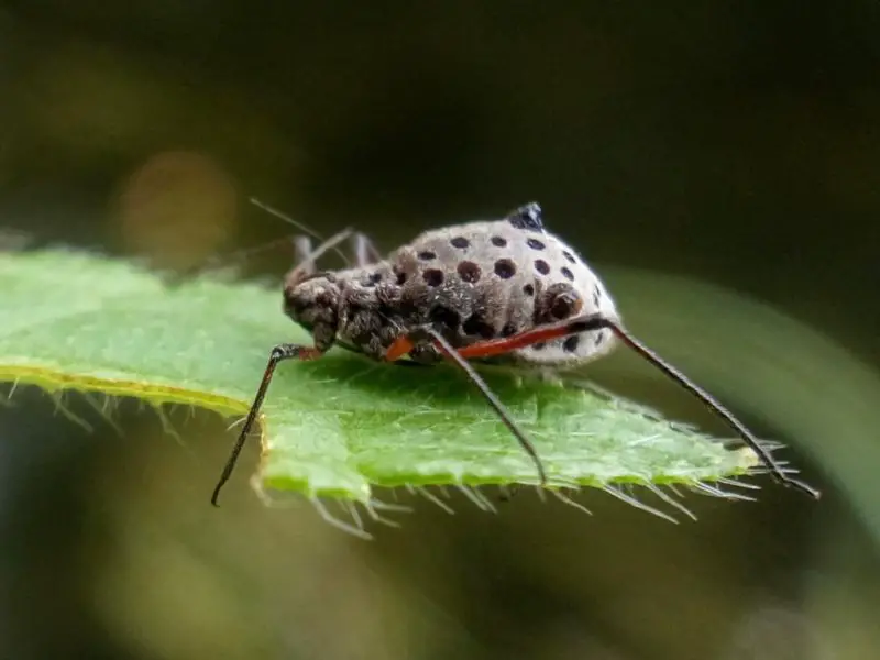 Black Aphids