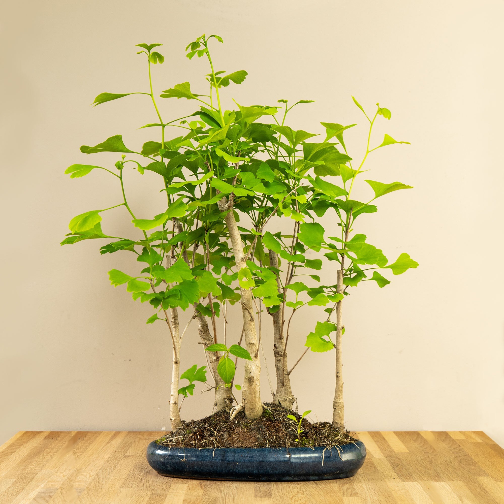 Types of Bonsai Trees