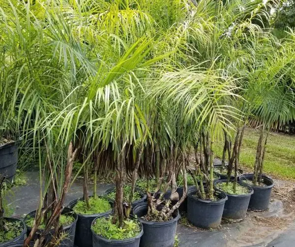 Types of Palm Trees in Florida