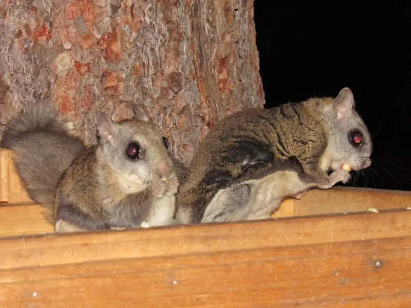 Types of Squirrel