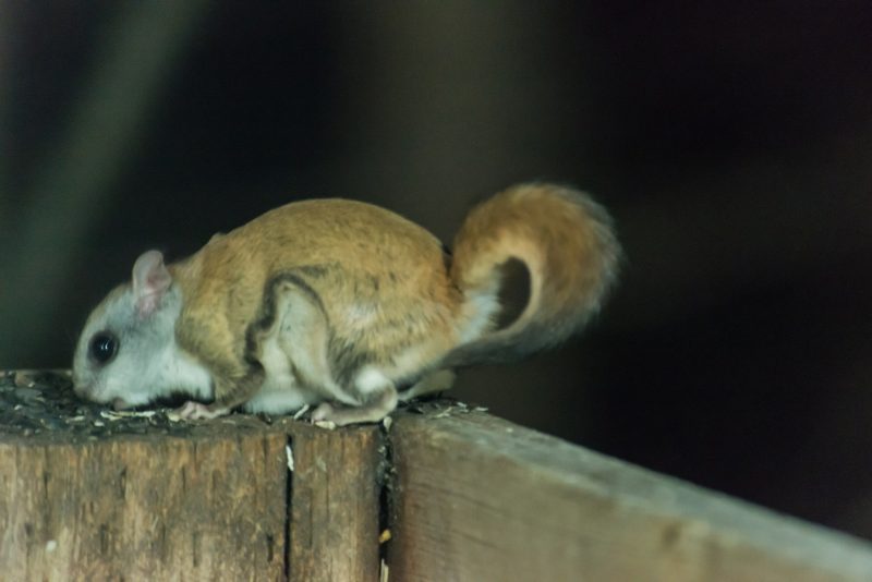 Types of Squirrel