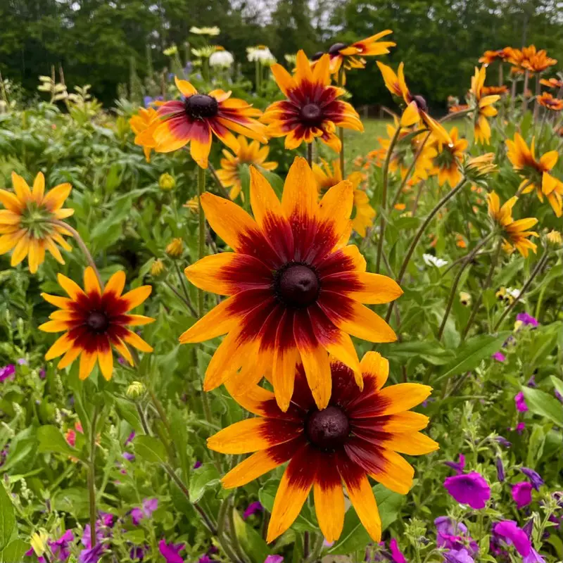 Types of Daisy Plants