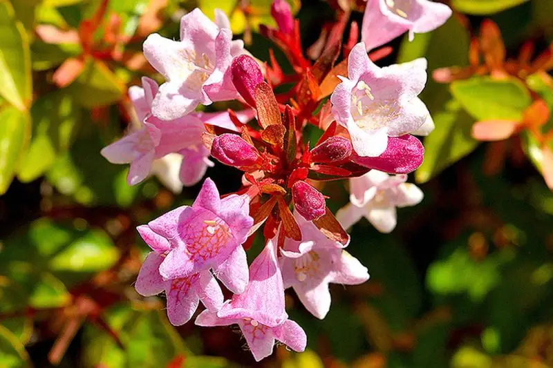 Flowering Shrubs That Bloom All Summer