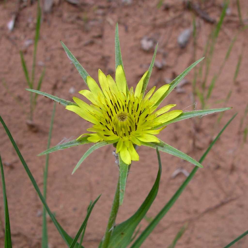 Weeds with Yellow Flowers