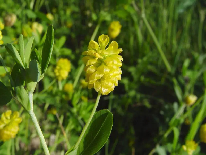 Weeds with Yellow Flowers